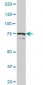 SCYL1 Antibody (monoclonal) (M02)